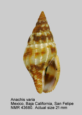 Anachis varia.jpg - Anachis varia(G.B.Sowerby,1832)